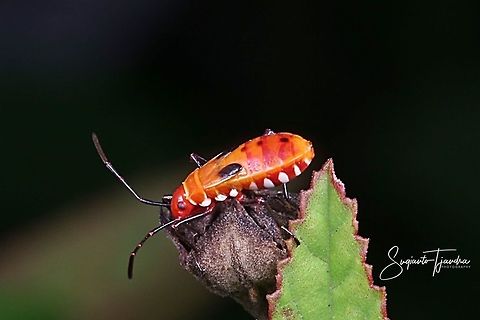 The Red Cotton Stainer Nymph (Dysdercus decussatus)  Dysdercus decussatus,Geotagged,Indonesia,Spring
