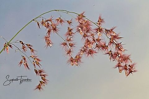 Alang-alang grass flower (family Imperata Cylindrica ???)  Geotagged,Indonesia,Spring