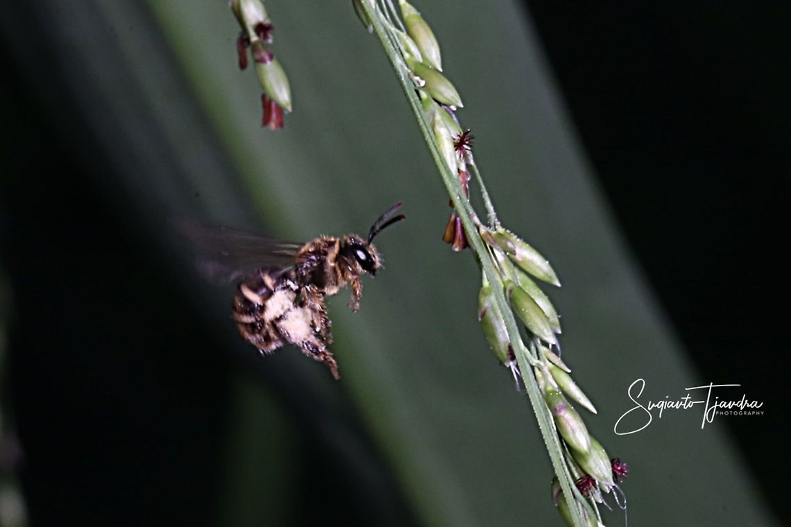 Honey bee - looking for nectar  Geotagged,Indonesia,Spring