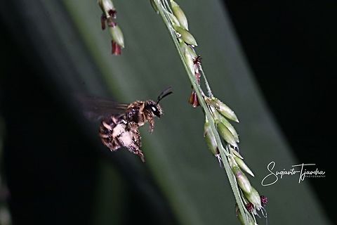 Honey bee - looking for nectar  Geotagged,Indonesia,Spring