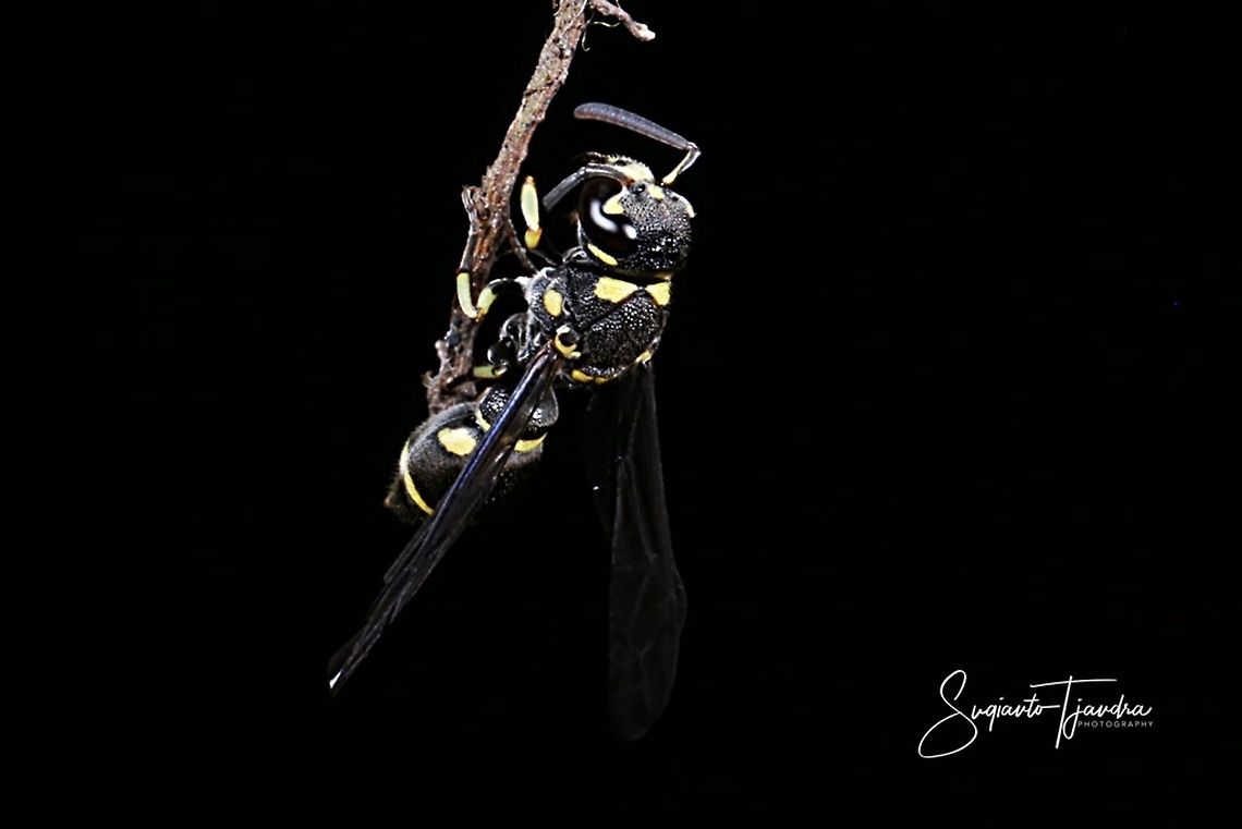 Scoliid Wasp  Geotagged,Indonesia,Spring