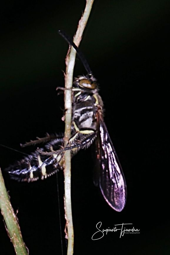 Scoliid Wasp  Geotagged,Indonesia,Spring
