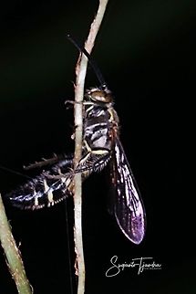 Scoliid Wasp  Geotagged,Indonesia,Spring