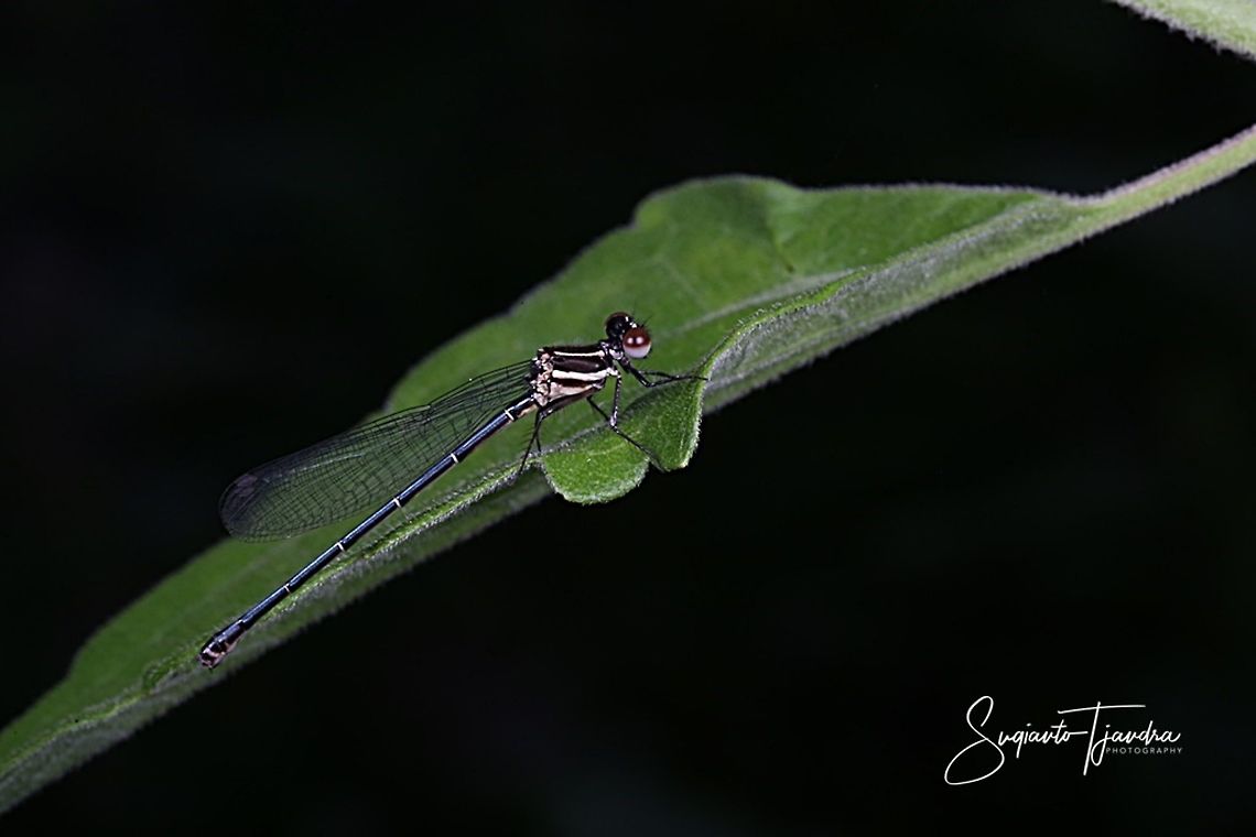 Damselfly  Geotagged,Indonesia,Spring