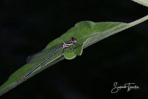 Damselfly  Geotagged,Indonesia,Spring