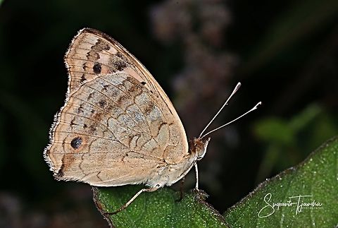 Blue Pansy (Junonia orithya)-male lowerside  Geotagged,Indonesia,Junonia orithya,Spring