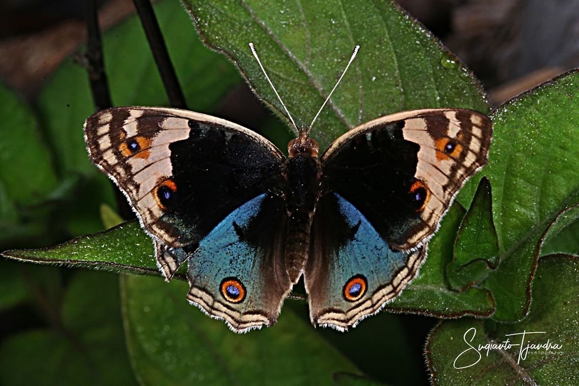 Blue Pansy (Junonia orithya)-male upperside  Geotagged,Indonesia,Junonia orithya,Spring