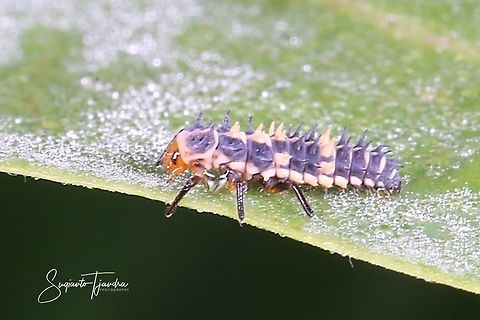 Ladybug Larvae  Cheilomenes sexmaculata,Geotagged,Indonesia,Spring,Zigzag Ladybird
