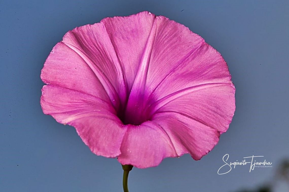 Morning Glory Creeper, Ipomoea cairica  Geotagged,Indonesia,Ipomoea cairica,Mile-a-Minute vine,Spring