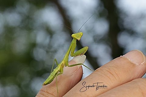Praying Mantis, Hierodula sp  Geotagged,Indonesia,Summer