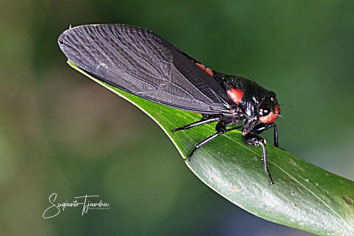 Black & Scarlet Cicada (Huechys sanguinea)  Geotagged,Indonesia,Summer