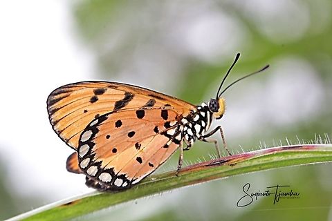Tawny Coster, Acraea terpsicore Linnaeus - lowerside  Acraea terpsicore,Geotagged,Indonesia,Summer,Tawny Coster