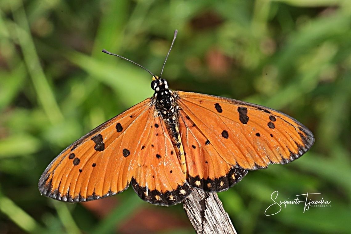 Tawny Coster, Acraea terpsicore Linnaeus - upperside  Acraea terpsicore,Geotagged,Indonesia,Summer,Tawny Coster