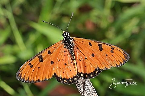 Tawny Coster, Acraea terpsicore Linnaeus - upperside  Acraea terpsicore,Geotagged,Indonesia,Summer,Tawny Coster