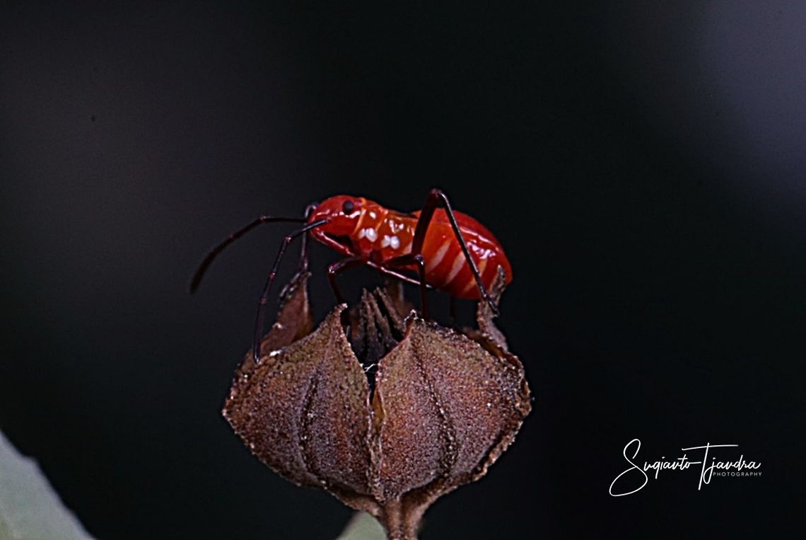 The Red Cotton Stainer Nymph (Dysdercus decussatus)  Geotagged,Indonesia,Summer