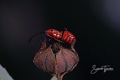 The Red Cotton Stainer Nymph (Dysdercus decussatus)  Geotagged,Indonesia,Summer
