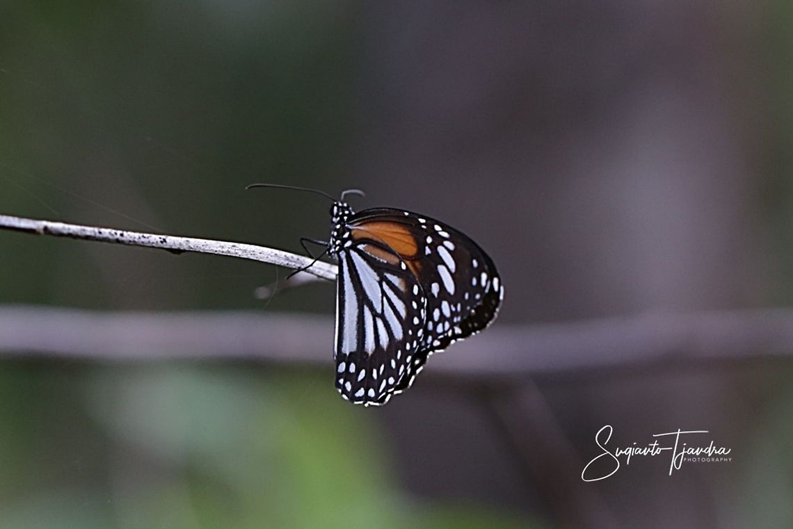 Black Veined Tiger (Danaus melanippus hegesippus)  Black Veined Tiger,Danaus melanippus,Geotagged,Indonesia,Summer