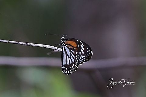 Black Veined Tiger (Danaus melanippus hegesippus)  Black Veined Tiger,Danaus melanippus,Geotagged,Indonesia,Summer