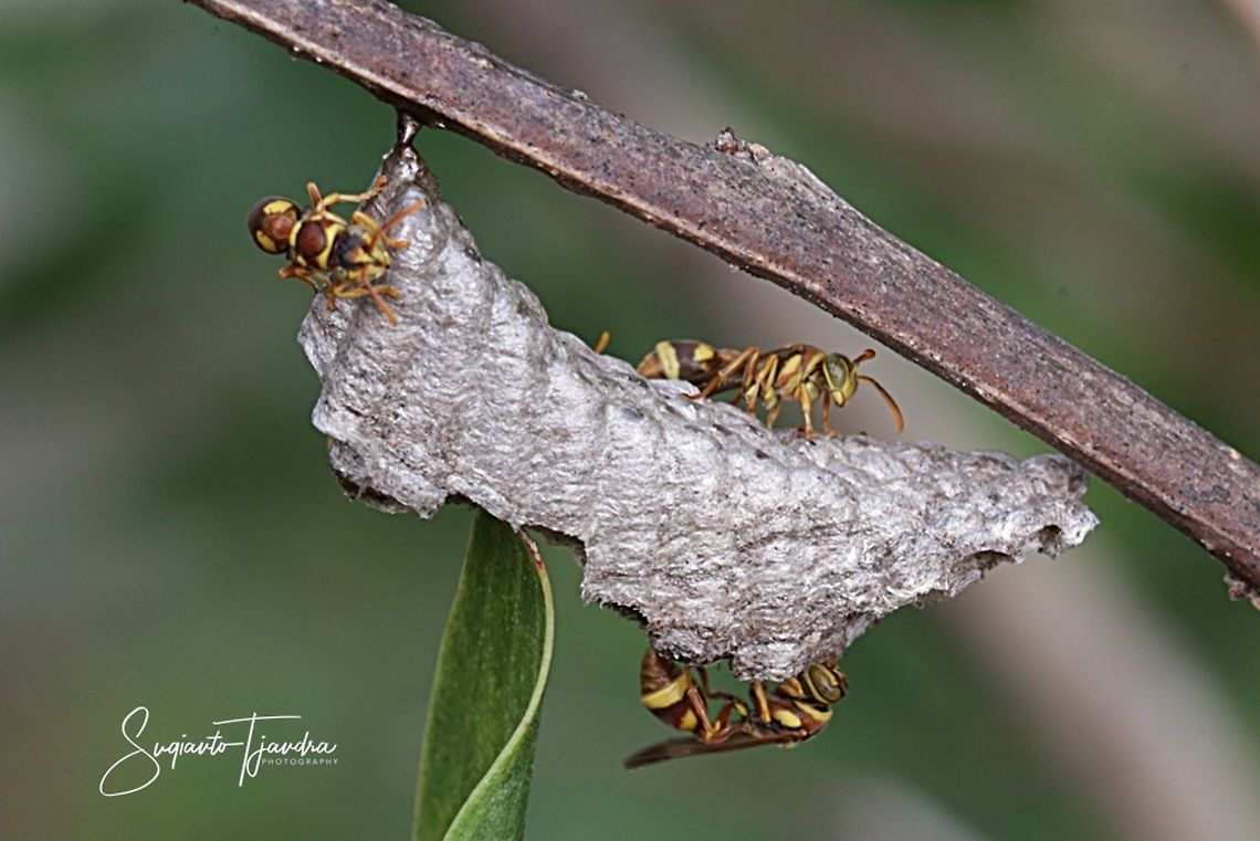 Black Veined Tiger (Danaus melanippus hegesippus)  Geotagged,Indonesia,Summer