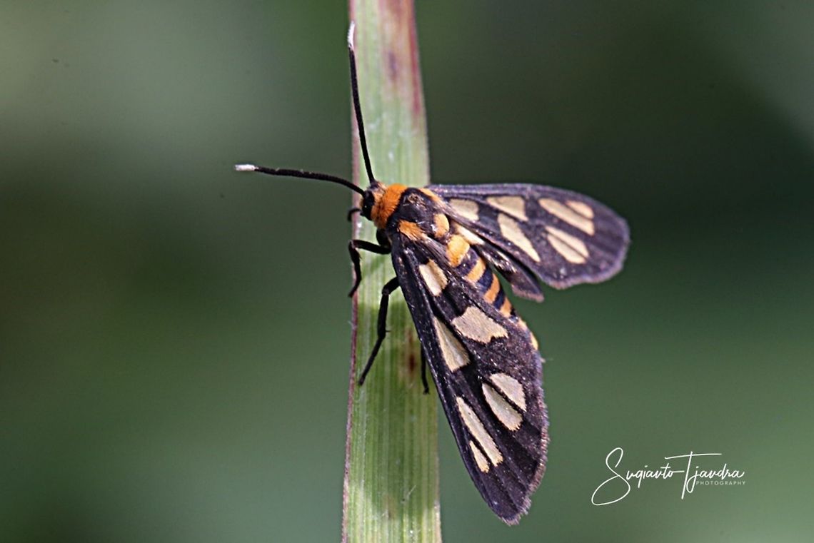 Orange spotted Tiger Moth - Amata huebneri (Huebner's Wasp Moth)  Amata huebneri,Geotagged,H&uuml;bner's Wasp Moth,Indonesia,Summer