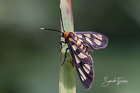 Orange spotted Tiger Moth - Amata huebneri (Huebner's Wasp Moth)  Amata huebneri,Geotagged,Hübner's Wasp Moth,Indonesia,Summer