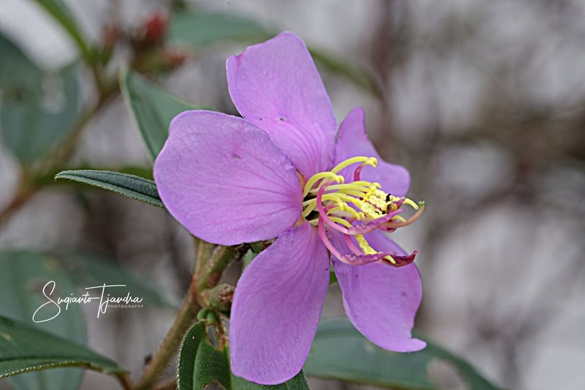 Princess Flower, Tibouchina urvilleana (Melastomataceae Sp)  Geotagged,Indonesia,Summer