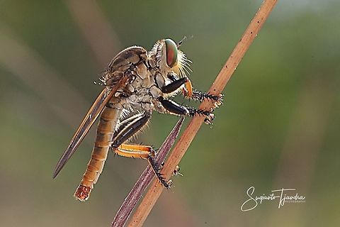Robber Fly, Asilidae  Geotagged,Indonesia,Summer