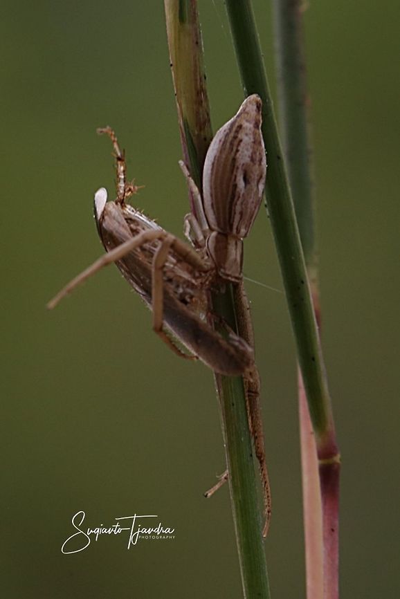 Thomisidae Spider (Runcinia sp) w/prey  Geotagged,Indonesia,Summer