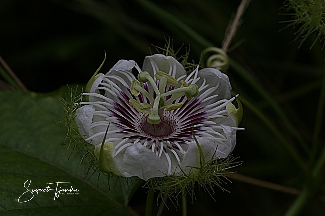 Passion Flower (Passiflora foetida)  Geotagged,Indonesia,Passiflora foetida,Stinking passionflower,Summer