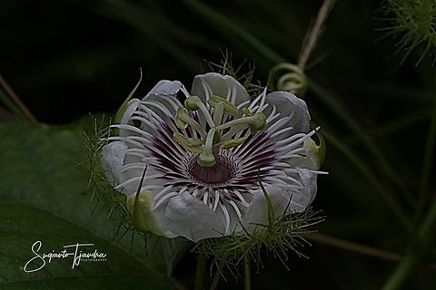 Passion Flower (Passiflora foetida)  Geotagged,Indonesia,Passiflora foetida,Stinking passionflower,Summer