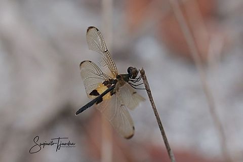 Dragon fly / The Yellow-Stripped Flutterer  Geotagged,Indonesia,Rhyothemis phyllis,Summer,Yellow-striped Flutterer