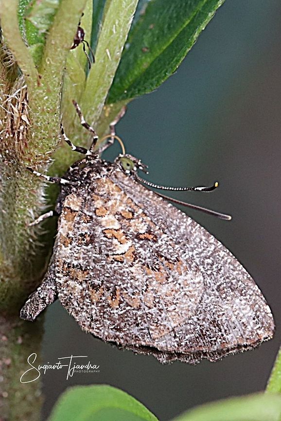 Pale Mottle Butterfly  Geotagged,Indonesia,Logania marmorata,Summer