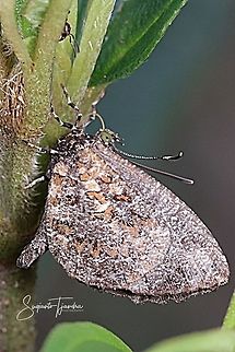 Pale Mottle Butterfly  Geotagged,Indonesia,Logania marmorata,Summer