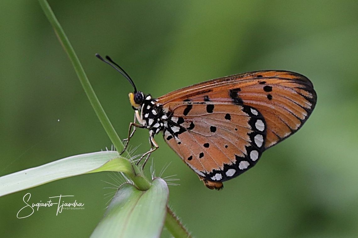 Tawny Coster, Acraea terpsicore Linnaeus - lowerside  Acraea terpsicore,Geotagged,Indonesia,Summer,Tawny Coster