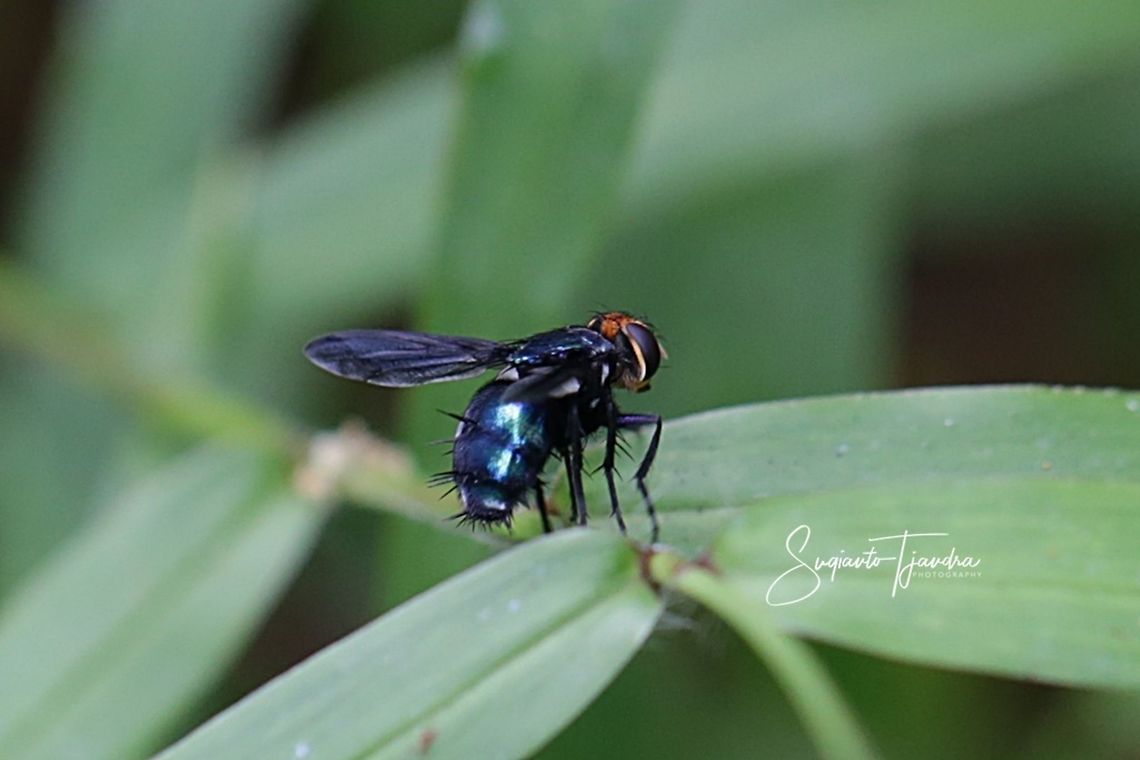 Large black-winged Blue Fly (Unknown Species???)  Geotagged,Indonesia,Summer