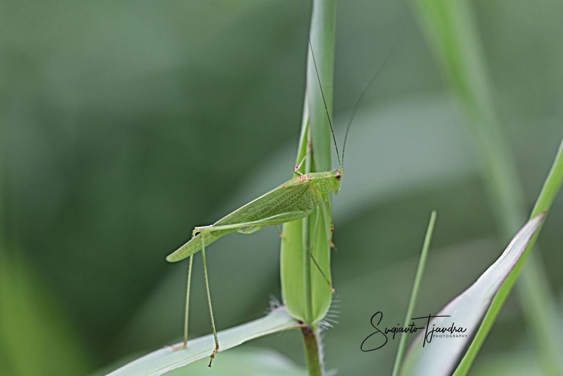 Fork-tailed Bush Katydid, Tettigoniidae  Geotagged,Indonesia,Summer