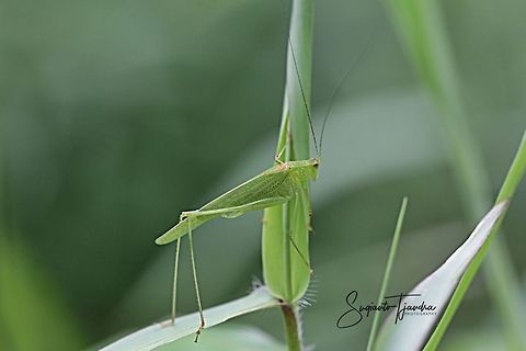 Fork-tailed Bush Katydid, Tettigoniidae  Geotagged,Indonesia,Summer