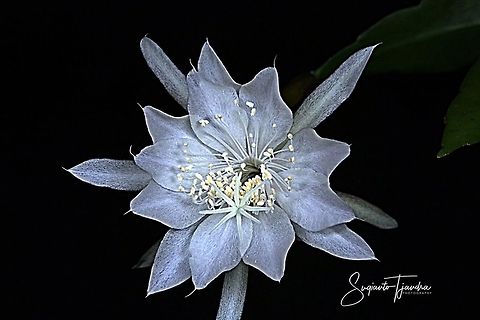 "Wijaya Kusuma flower / Queen of the night", Epiphyllum oxypetalum  Dutchman's pipe cactus,Epiphyllum oxypetalum,Geotagged,Indonesia,Summer