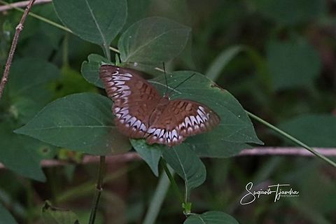 Long-lined Viscount (Tanaecia palguna balina)  Geotagged,Indonesia,Summer,Tanaecia palguna