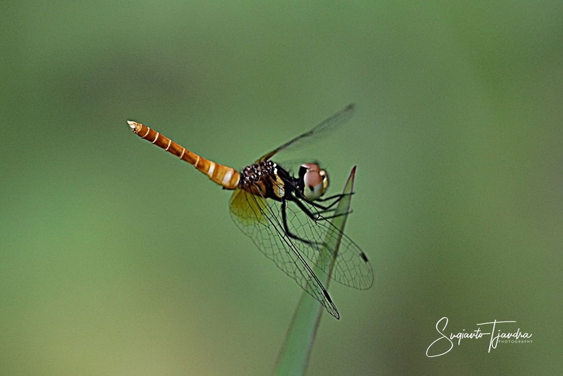 Short-tailed Dragonfly (unknown species???)  Geotagged,Indonesia,Summer
