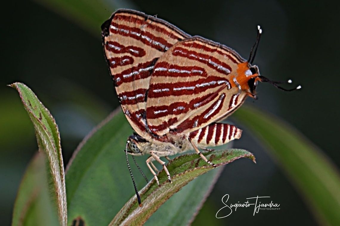 Long-banded Silver Line (Spindasis Iohita, Lycaenidae)  Cigaritis lohita,Geotagged,Indonesia,Summer