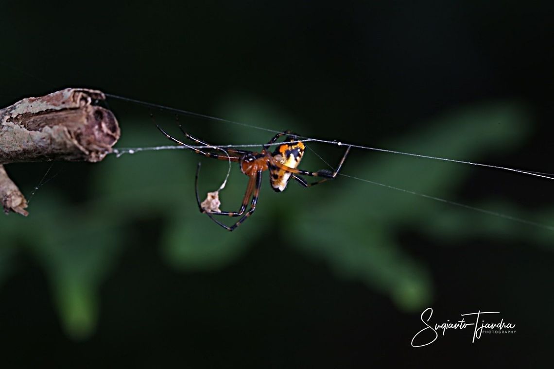 Spider - Longjawed Orb Weaver (Opadometa fastigata)  Geotagged,Indonesia,Opadometa fastigata,Pear-shaped Leucauge,Summer