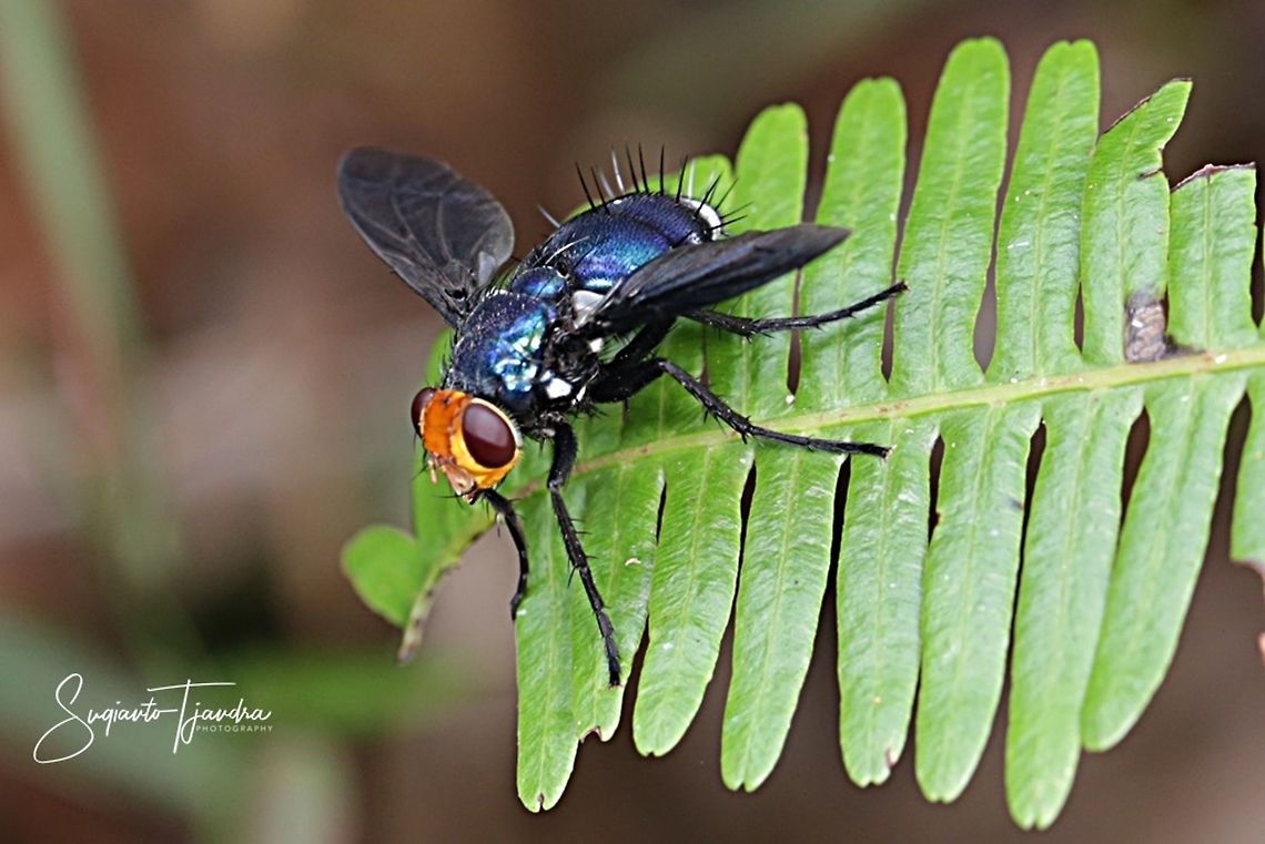 Large black-winged Blue Fly (Unknown Species???)  Geotagged,Indonesia,Summer