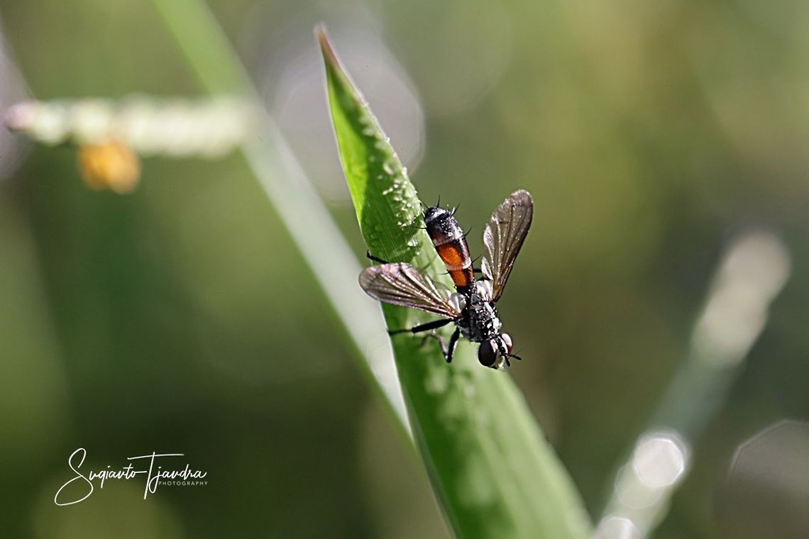Cylindromyia auriceps, family Tachinidae  Geotagged,Indonesia,Summer