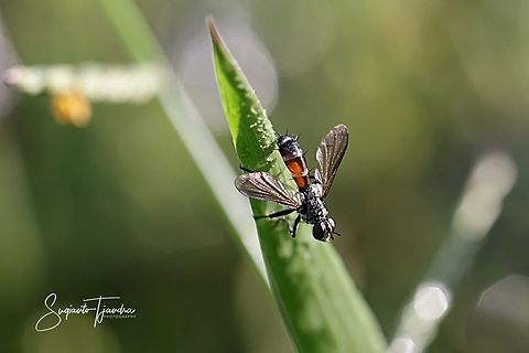 Cylindromyia auriceps, family Tachinidae  Geotagged,Indonesia,Summer