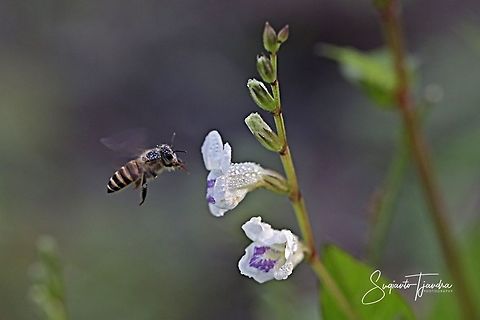 Honey Bee  Geotagged,Indonesia,Summer