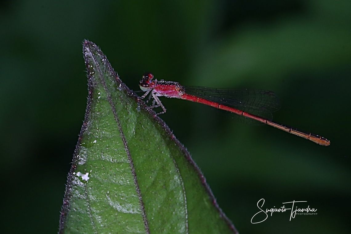 Damselfly  Geotagged,Indonesia,Summer