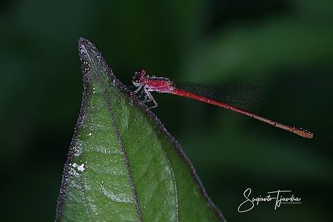 Damselfly  Geotagged,Indonesia,Summer