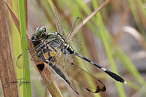 "Big Meal" Dragonfly, Green Marsh Hawk w/prey (The Yellow-Stripped Flutterer)  Geotagged,Green Marsh Hawk,Indonesia,Orthetrum sabina,Summer