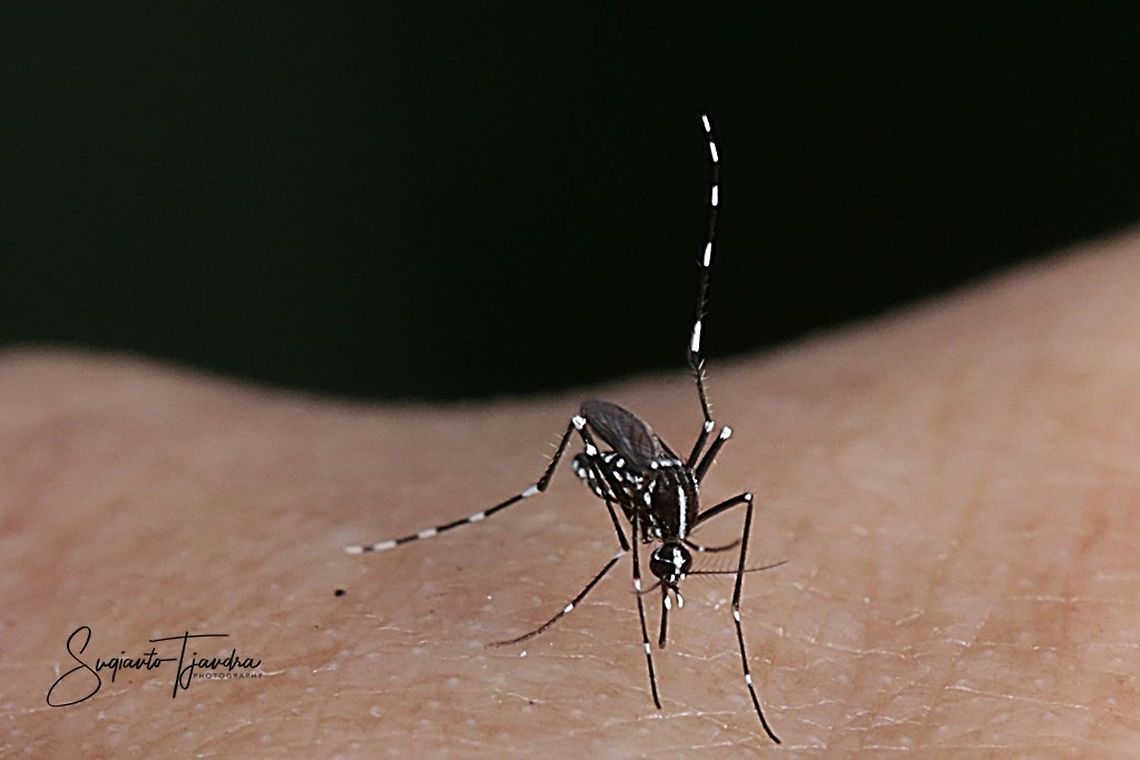 Mosquito - Asian tiger mosquito (Aedes albopictus)  Aedes albopictus,Asian tiger mosquito,Geotagged,Indonesia,Summer